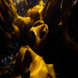 Spun Gold