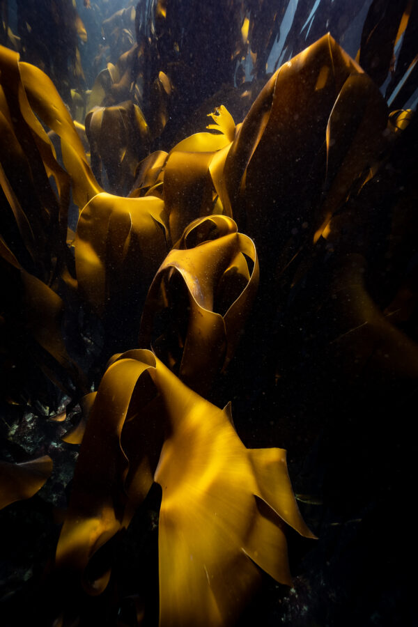 Spun Gold