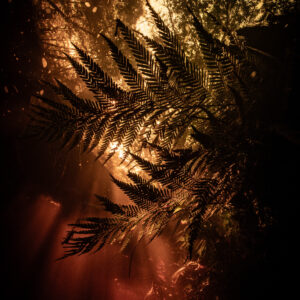 Fern Dell