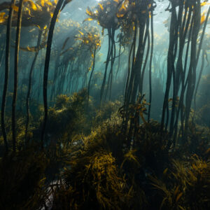 Soft Forest